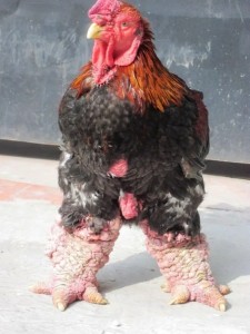 Create meme: GA Dong Tao breed chickens, GA Dong Tao