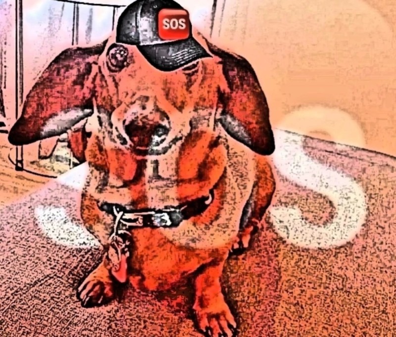 Create meme: dog Dachshund, Dachshund , optical illusion dog