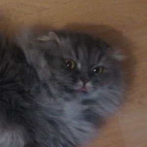 Create meme: scottish longhair cat, cat Scottish, Scottish fold cat