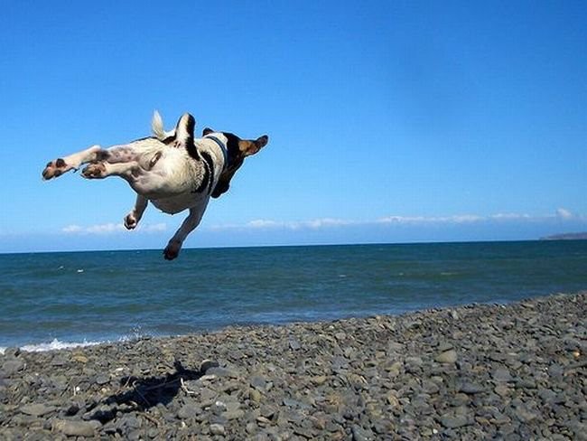 Создать мем: сила выдержки, собака бежит в море, собака на море