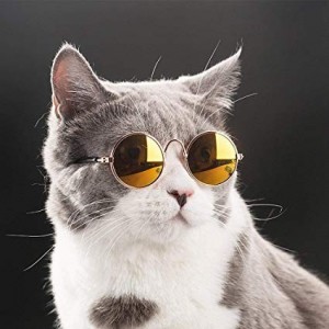 Create meme: awesome pictures cool cat, glasses seals, photo of cat with glasses