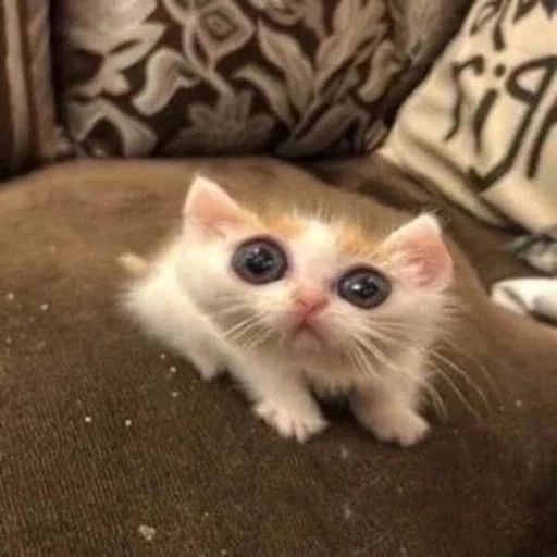 Create meme: a cute cat, cute kittens memes, cute cats 