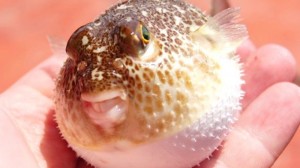 Create meme: fish hedgehog, puffer fish