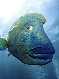 Create meme: big blue fish, fish , fish 