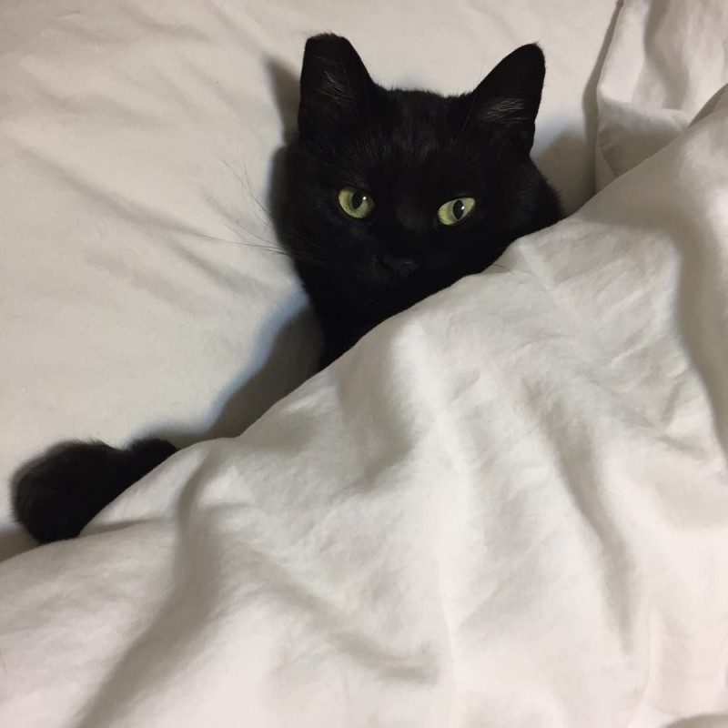 Создать мем: черный кот эстетика, black cat, красивый черный кот