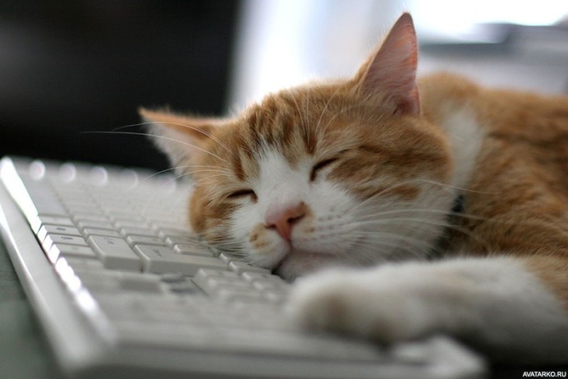 Создать мем: сонный кот, кот на клавиатуре, рыжий кот