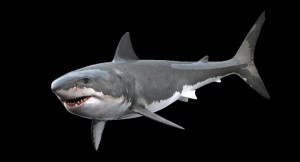 Create meme: shark large, shark