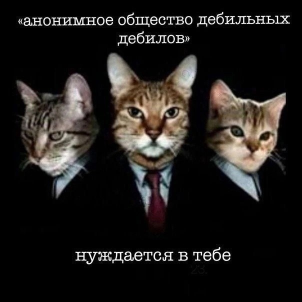 Создать мем: деловой кот, коты, кот