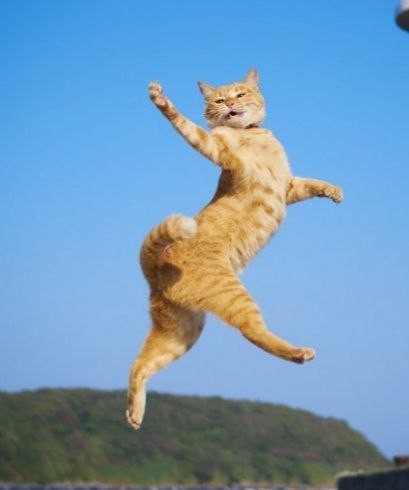 Create meme: flying cat, jumping cat, flying cat 