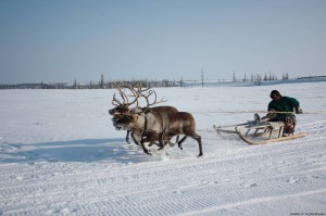Create meme: far North, reindeer herder, tundra
