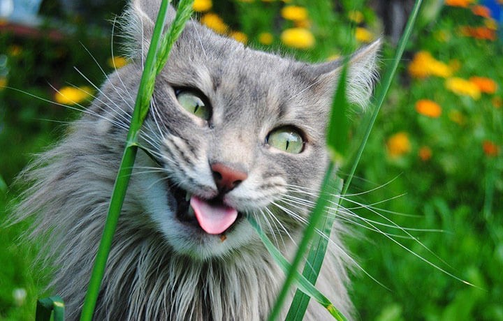 Создать мем: веселый котик, кот смешной, кошка ест траву