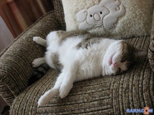 Create meme: spathi, cat it is so convenient, cat couch potato