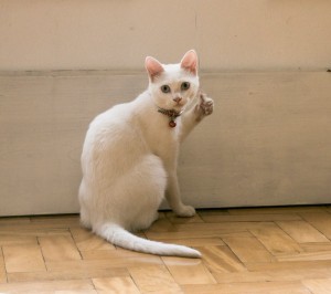Создать мем: кот показывает большой палец, кошка, кот с пальцем вверх