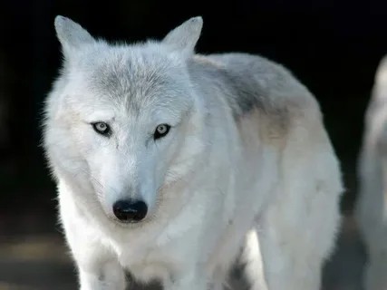 Создать мем: волк полярный красавец, арктический волк, арктический волк геншин