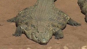 Create meme: crocodile, crocodile alligator, crocodiles