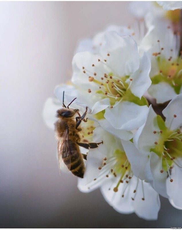 Create meme: bee on flower, bee , a bee on a cherry blossom