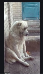 Create meme: Alabai, breed Alabai, Central Asian shepherd dog