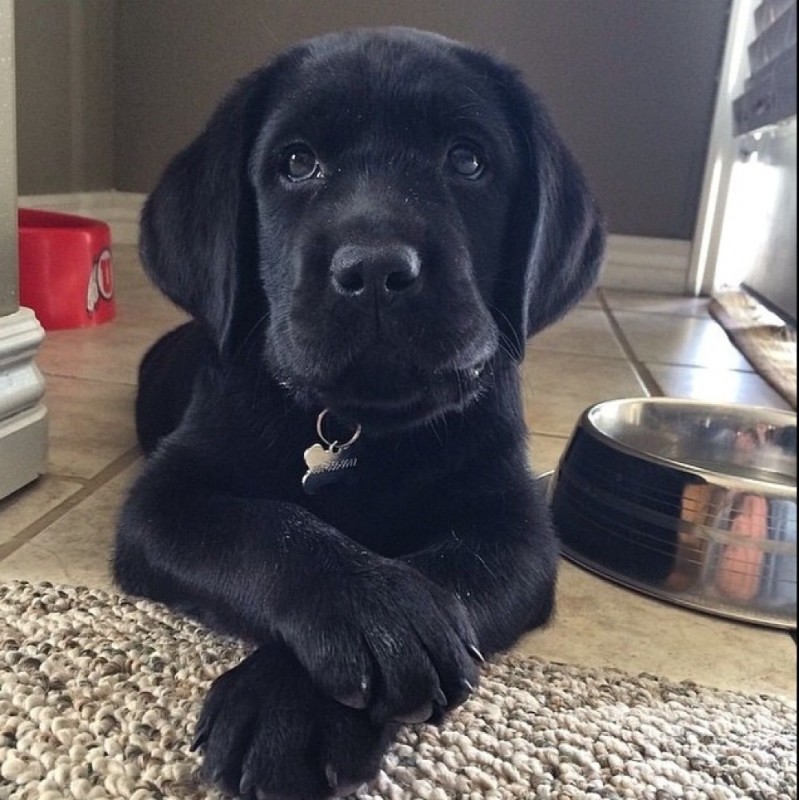 Create meme: black Labrador, Labrador puppy, Labrador 