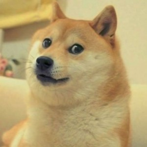 Create meme: dogecoin, dog, dog