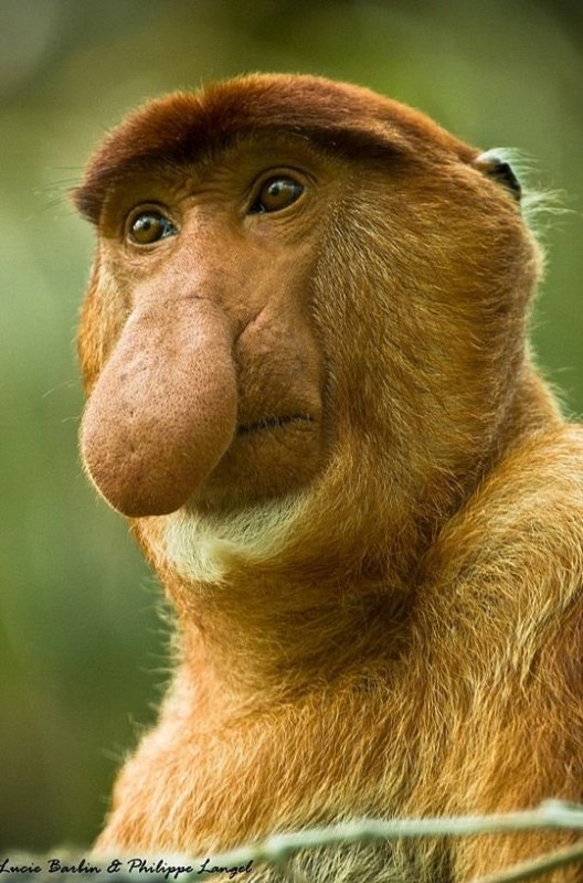 Create meme: nosy animals, funny monkey , a monkey with a long nose
