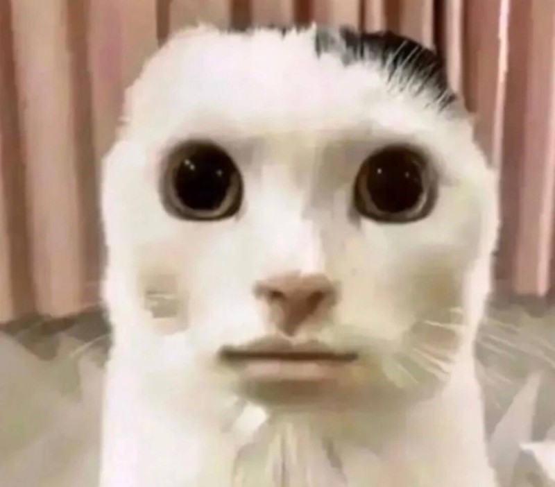 Создать мем: мемы с котами, cat staring into a came, упоротый кот