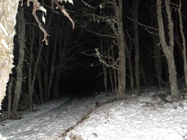 Создать мем: лес снег, demons coming now spvrrow обложка, темный лес