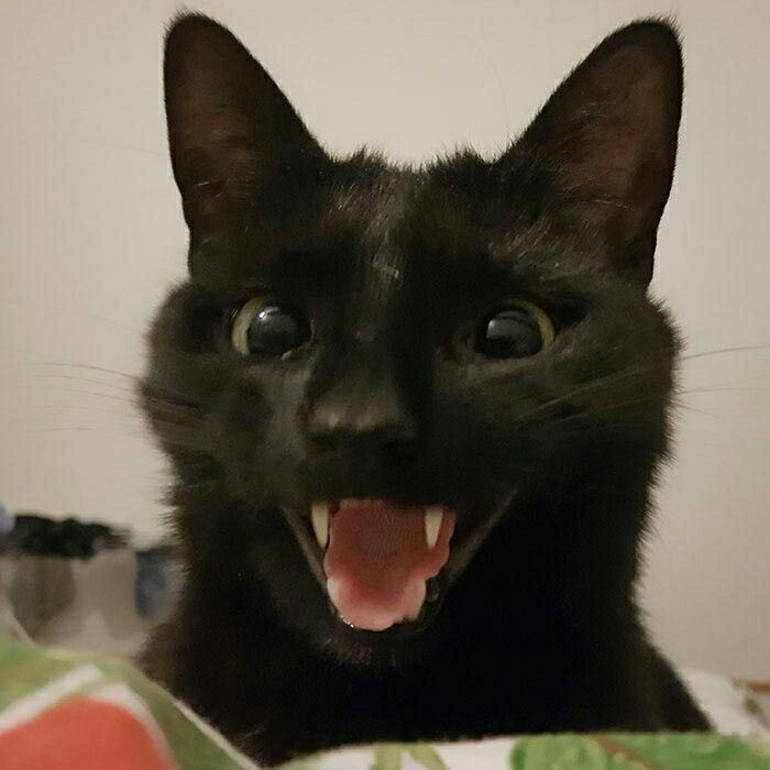 Создать мем: улыбающаяся кошка, кот, морда черного кота