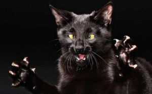 Create meme: rabies, mad, black cat