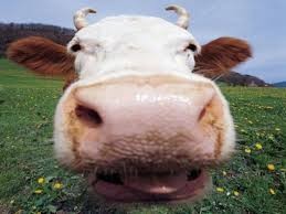 Создать мем: нос коровы, корова смешная, корова мычит