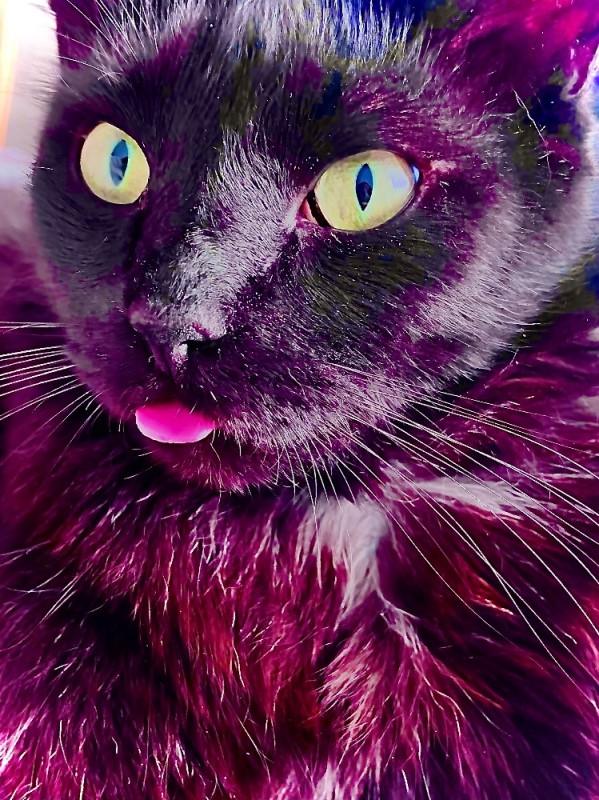 Create meme: rainbow cat, cat , the cat is multicolored