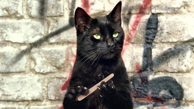 Создать мем: кот с пилкой, бомбейская кошка, черный кот