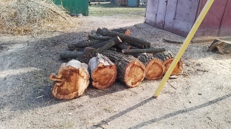 Create meme: sawn down tree, log, cross-section of a tree 