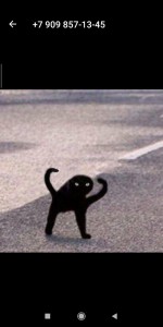 Create meme: black cat meme, Cat, black cat