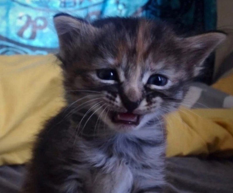 Create meme: the kitten is crying, kitten tears, weeping cats