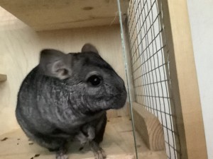 Create meme: chinchilla, chinchilla boy