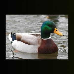 Create meme: meme, advice, duck