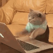 Создать мем: гиф котик за компьютером, гифка котик клавиатуре, коты gif