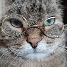 Create meme: cat eyes, cats, cat look