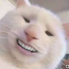 Создать мем: котики смешные мемы, кот с человекой улыбкой, мемы с котами