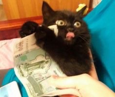 Create meme: cat , black cat , cash cat