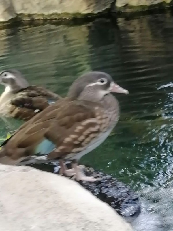 Create meme: the duck is beautiful, female mandarin duck, female duck