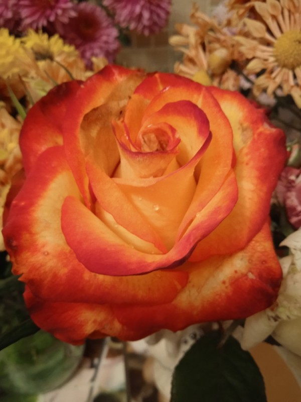 Создать мем: роза чайно гибридная хай мэджик, роза оранж, оранжевые розы