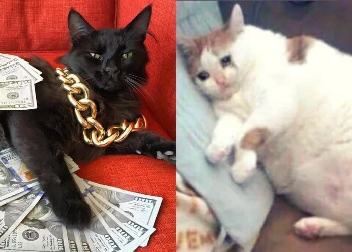 Create meme: cat with money , meme cat with money, cat oh you're from england
