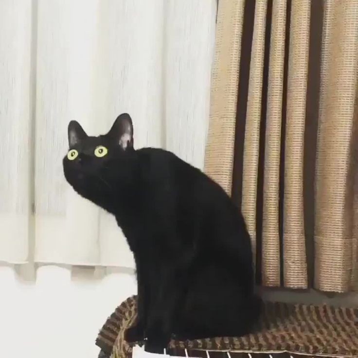 Create meme: black cat , black cat in shock, surprised black cat