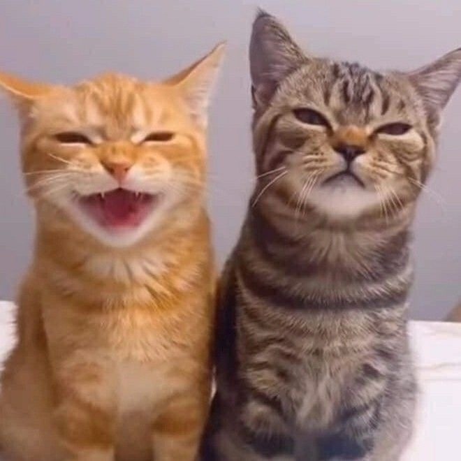 Создать мем: кошки смешные, кот, cat cat