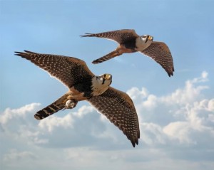 Create meme: Falcon bird, peregrine Falcon