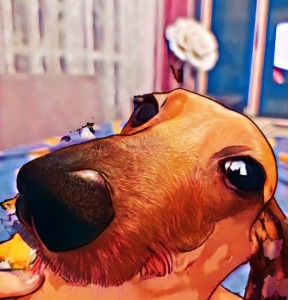 Создать мем: счастливая собака, собачий нос, смешные таксы