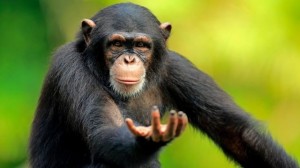 Create meme: chimpanzee, chimpanzees common, chimpanzees