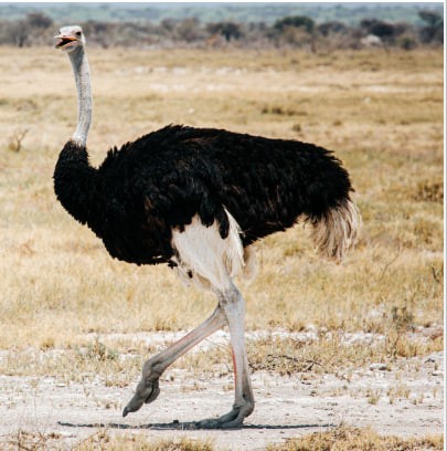 Create meme: struthio camelus, ostrich bird, African ostrich