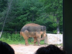 Create meme: Prague zoo, zoo, elephant